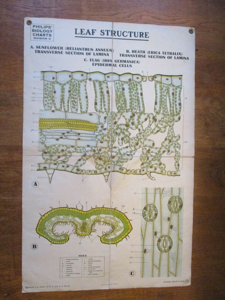 LEAF STRUCTURE, CANVAS-BACKED WALL CHART VINTAGE, c1930's {BIOLOGY}