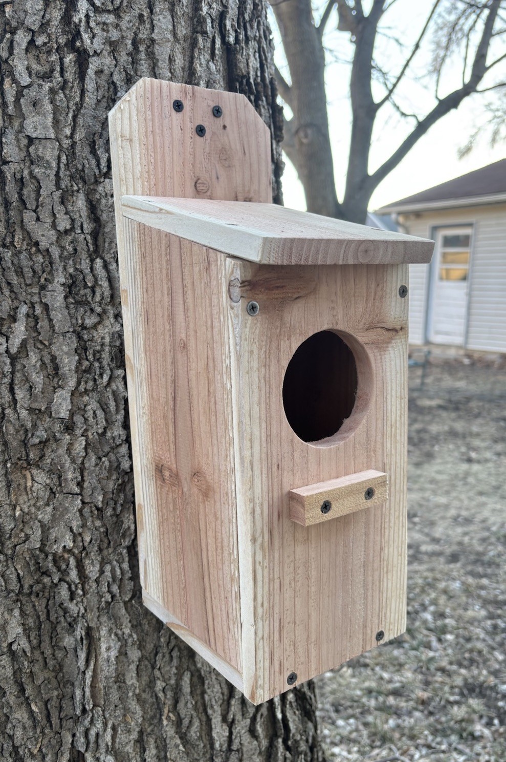 Large Cedar Owl Nesting Box House Screech Saw Whet Owl For Tree Fully Installed