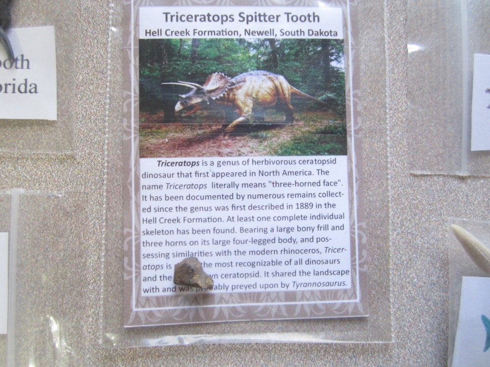 Dinosaur, Mammal, Sharks Teeth Kit