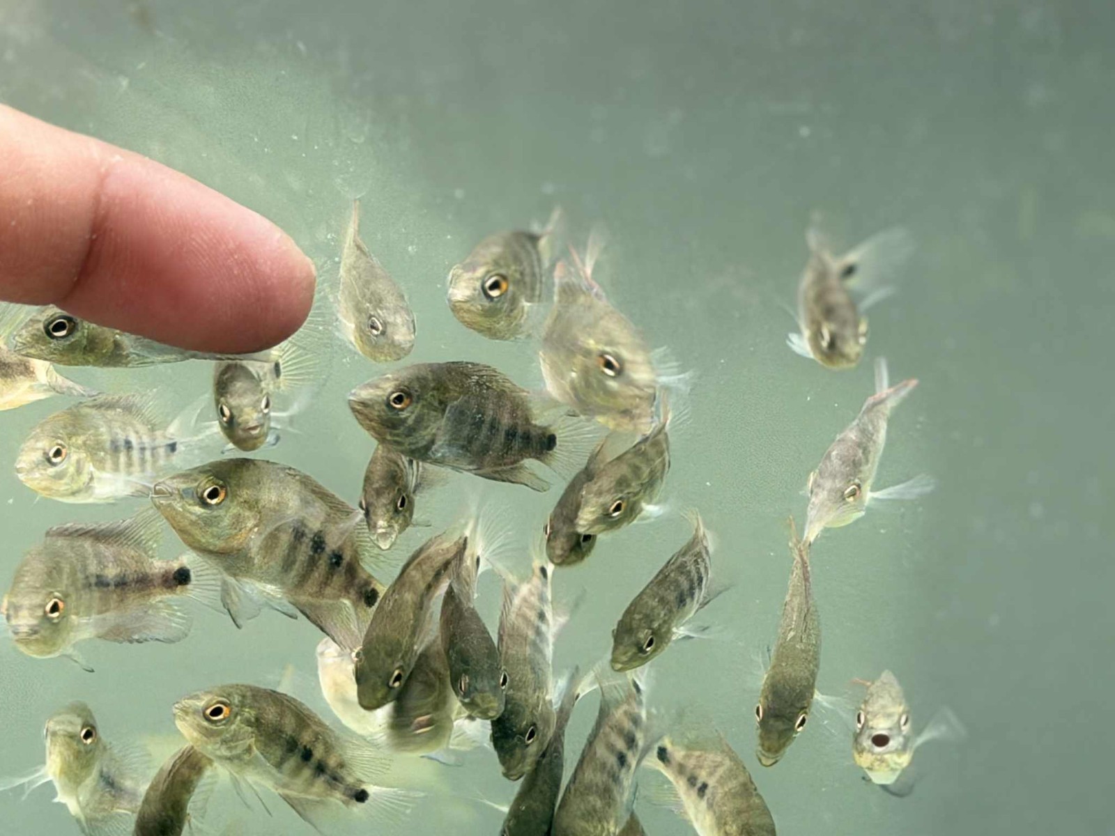 Premium Flowerhorn 1 Fry Super Red Monkey 1 inches-Buy 3 get 1 Free-A++++