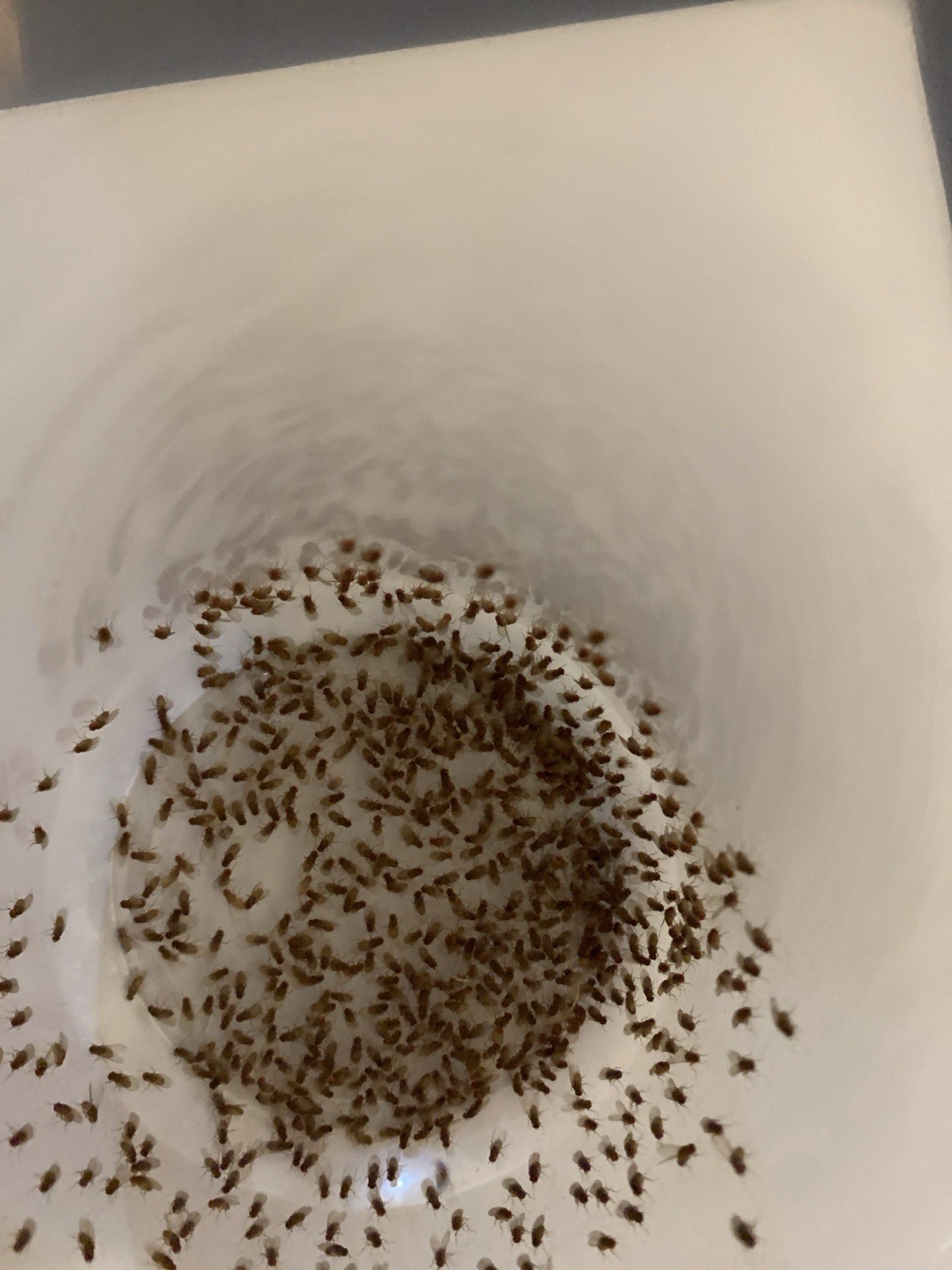 Flightless Fruit Fly Culture (Drosophila Golden Hydei)