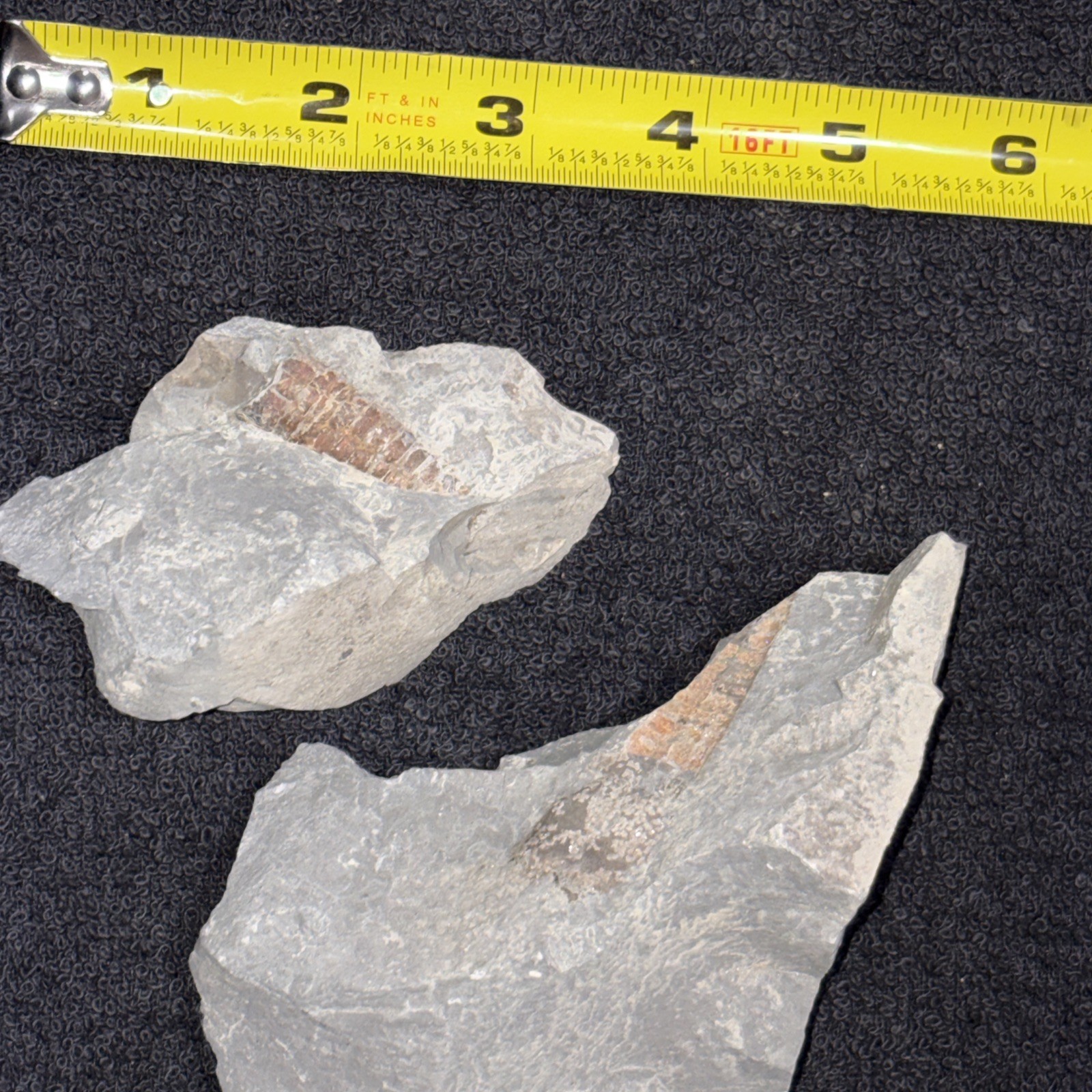 Pyritized Somewhat Oxidized Straight Cephalopod 2 Pieces Needs Gluing Then Prep