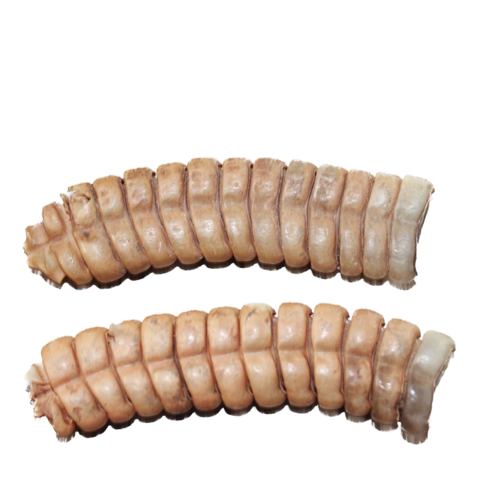 2 Extra Extra Large Rattlesnake Rattles #7863 Taxidermy Diamondback Sidewind