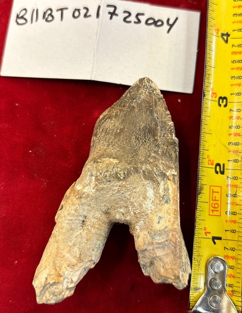 3” Basilosaurus Tooth 40-34 Mil Yrs Old Late Eocene