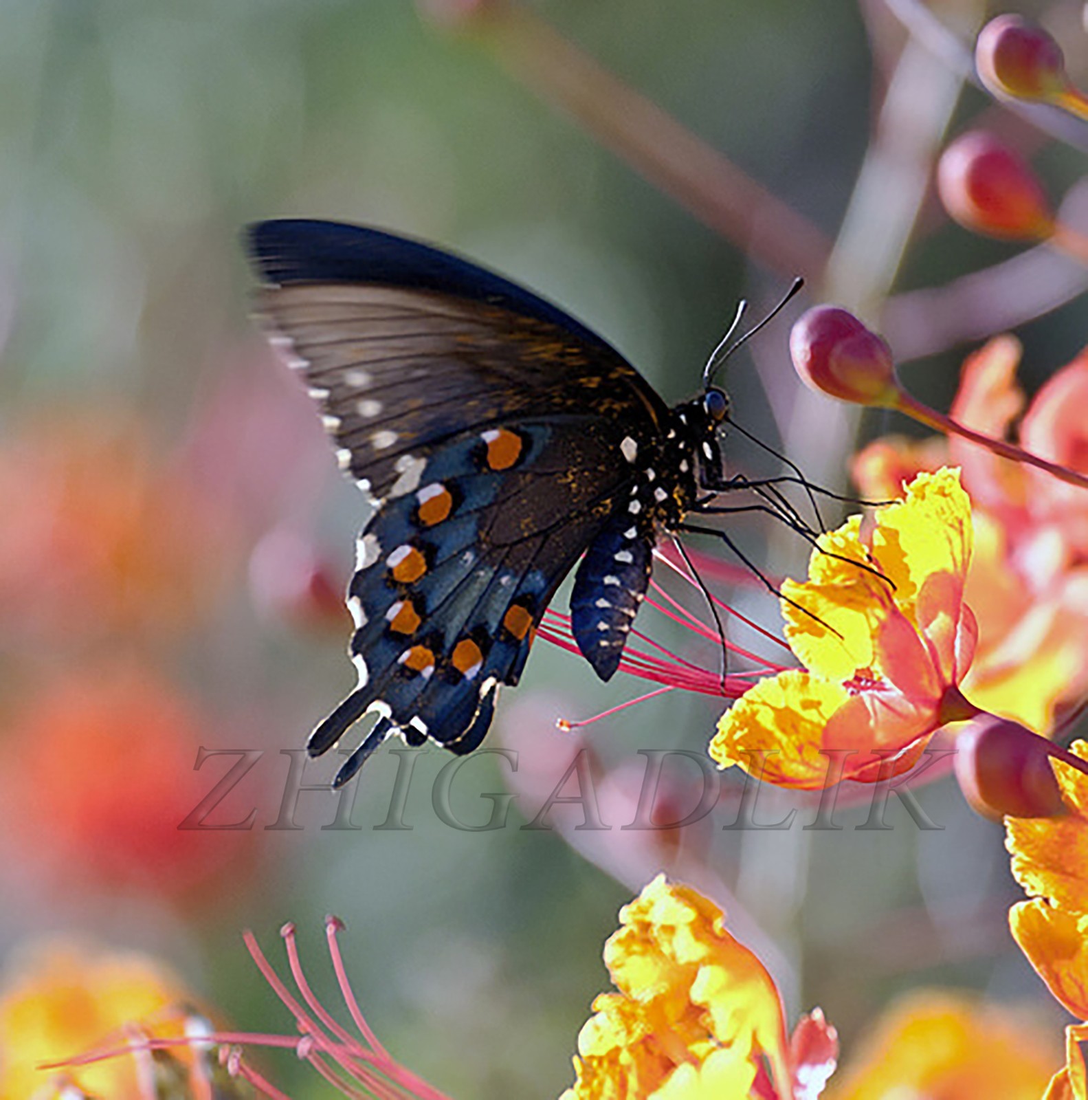 Caesalpinia pulcherrima Pride Of Barbados Mexican Bird Peacock seeds Orange Colr
