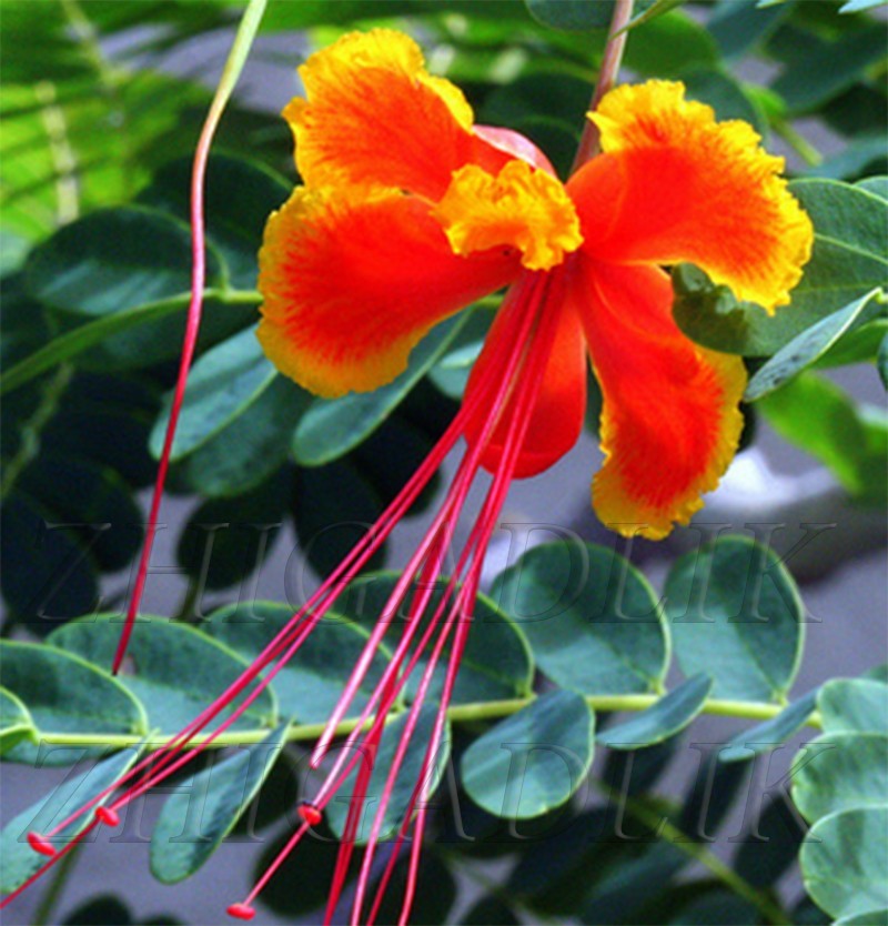 Caesalpinia pulcherrima Pride Of Barbados Mexican Bird Peacock seeds Orange Colr