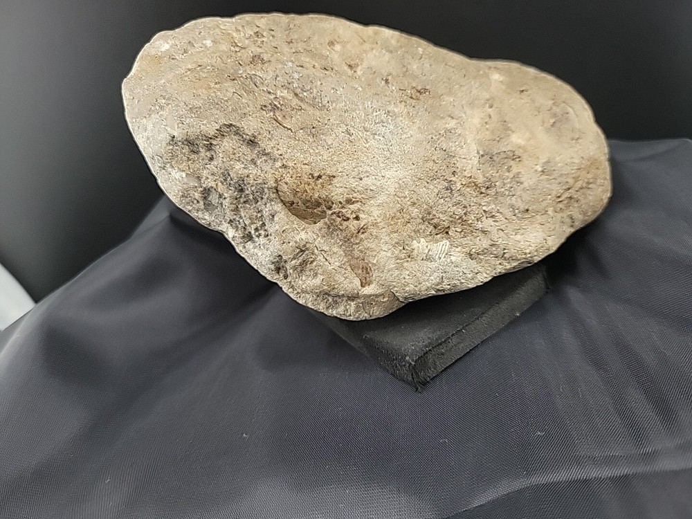 fossilized clam shell