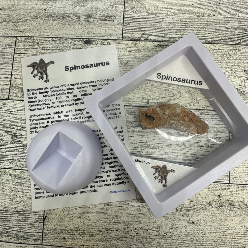 Spinosaurus Extinct Dinosaur Bone Fossil in Display Case