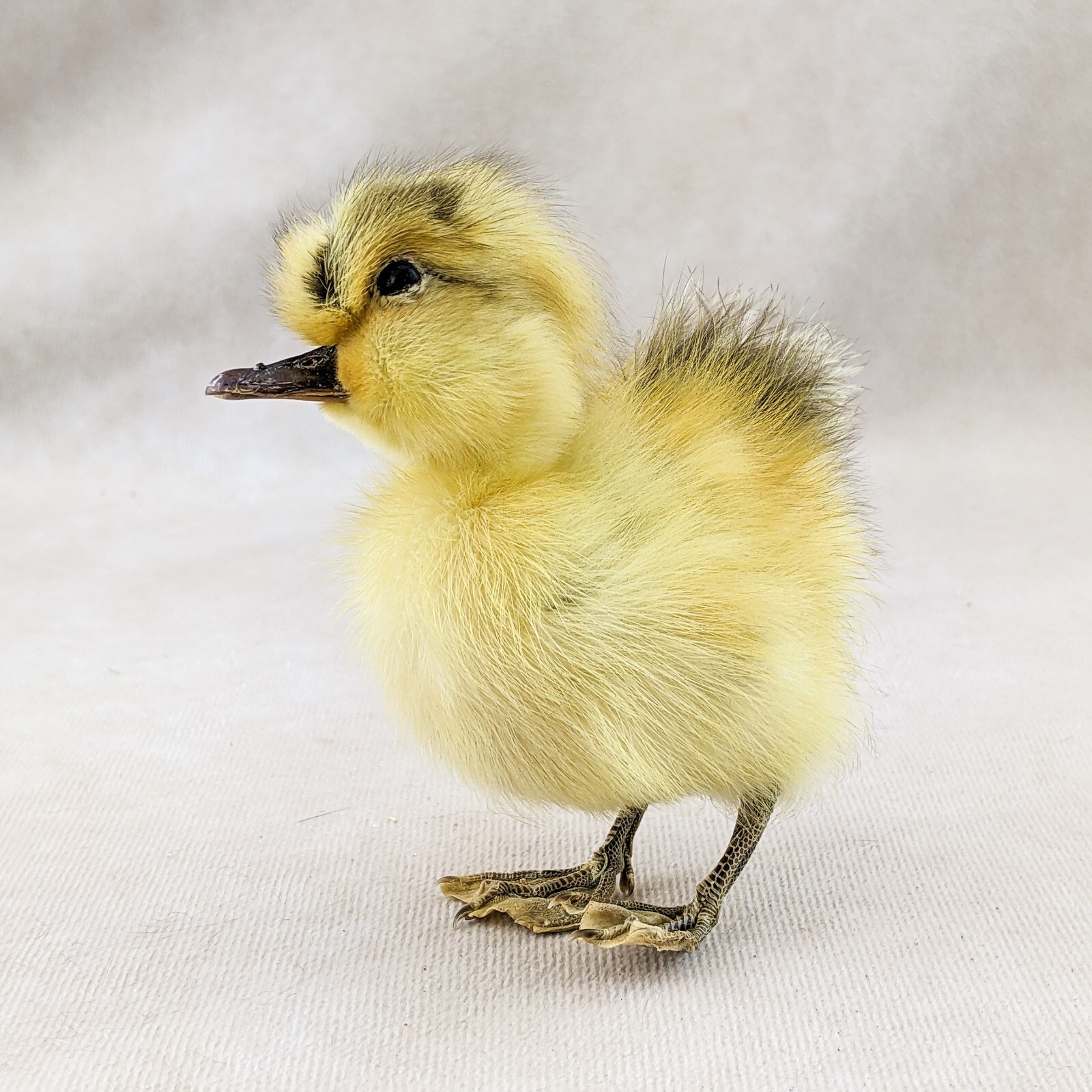 Domestic Duck Duckling taxidermy Collectible Species: A Platyrhynchos domesticus