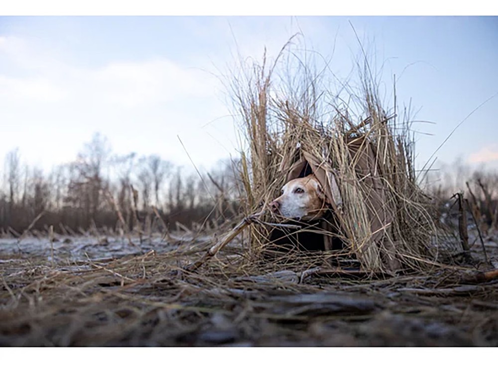 Higdon Quick Draw Dog Blind Dirt