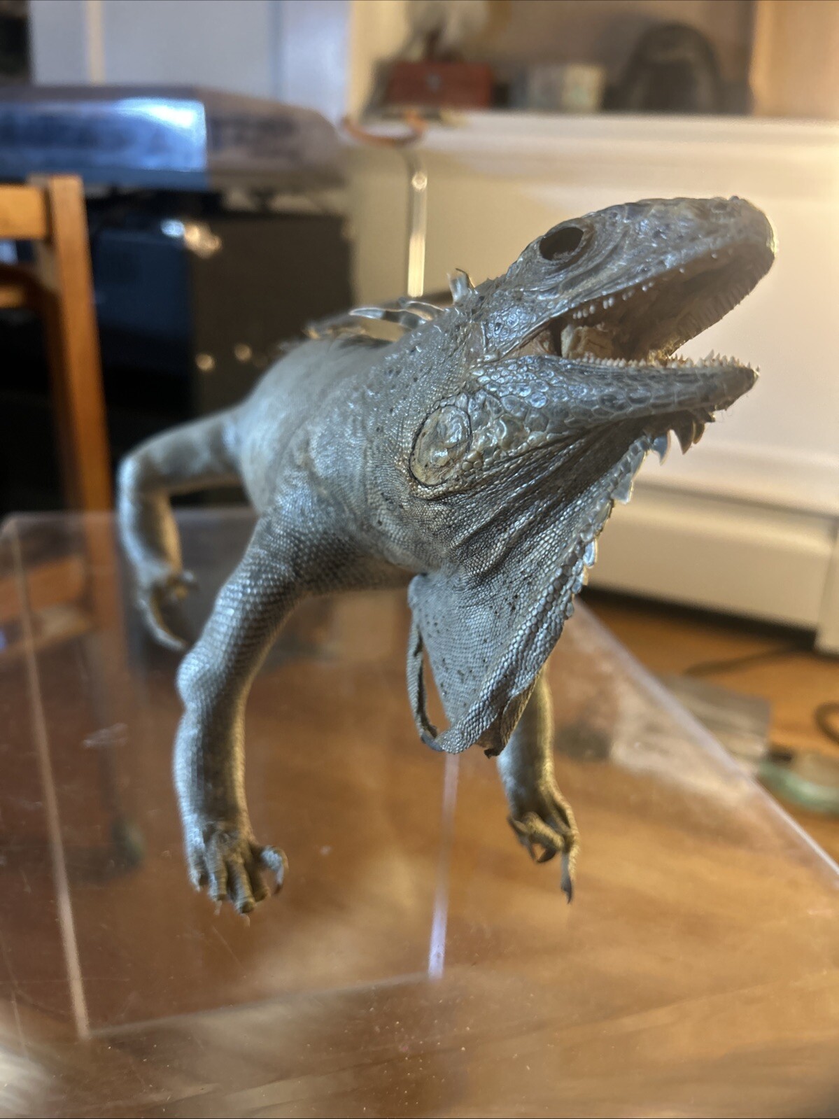 Vintage taxidermy Igauna Lizard, Folk Art, Home Decor, Exotic, Macabre, Rare