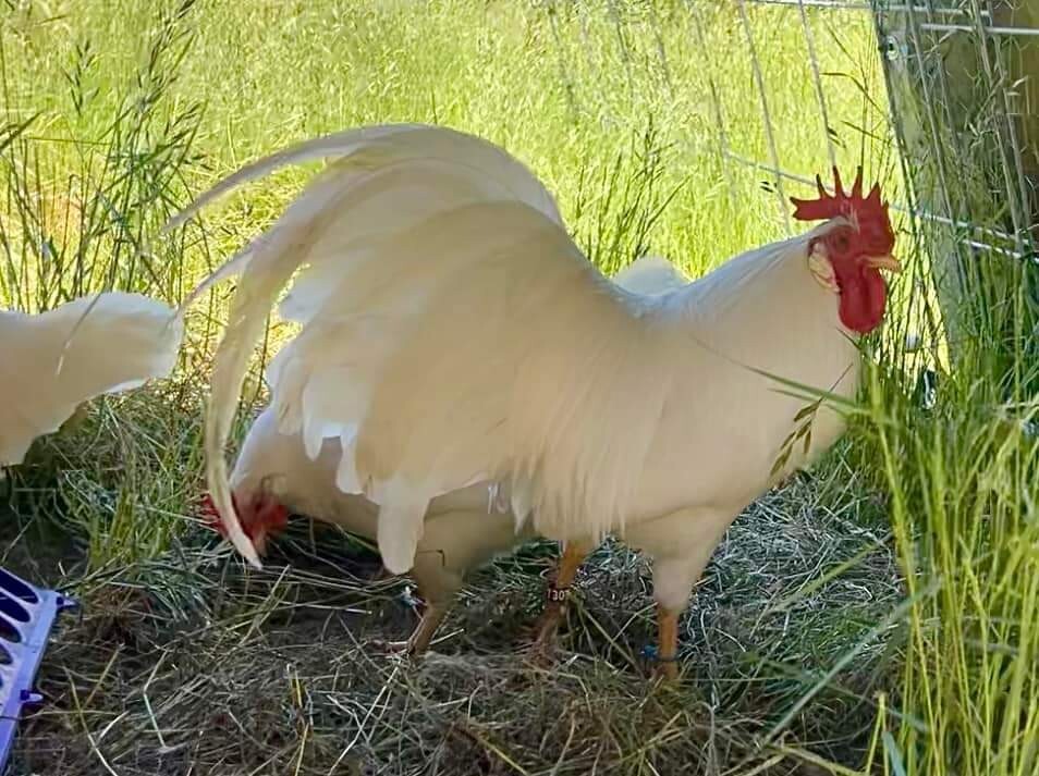 12+ Leghorn Bantam Hatching Eggs - Exhibition Breed