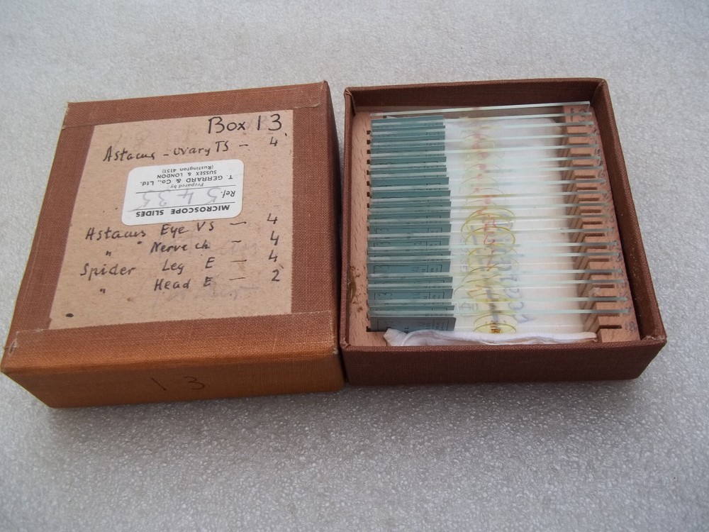 Vintage Glass Microscope Slides -