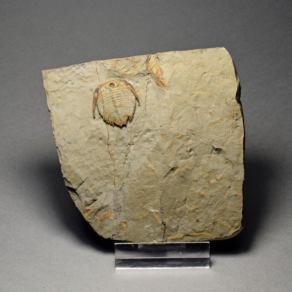 Rare trilobite Dactylocephalus sp.