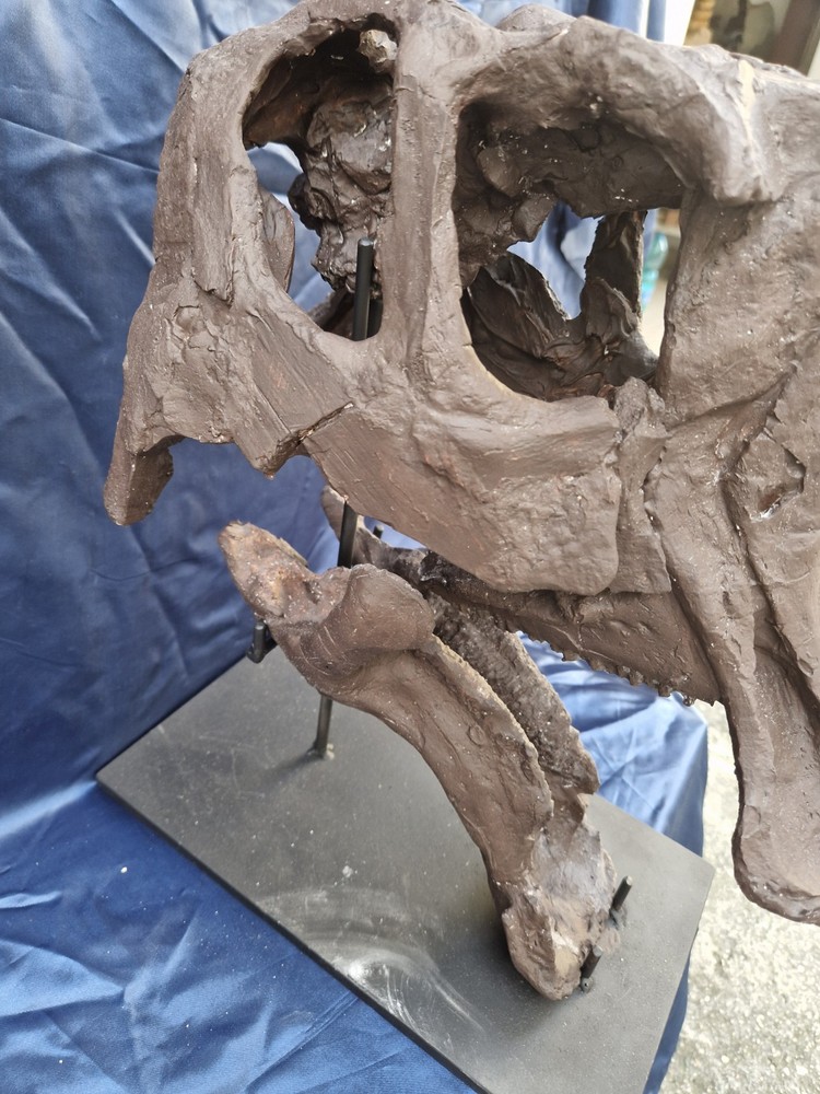 Androsaurus Head Fossil