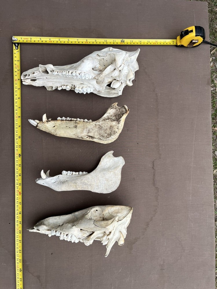 Real Authentic Texas Pig Hog Skulls With Lower Jaw Bone