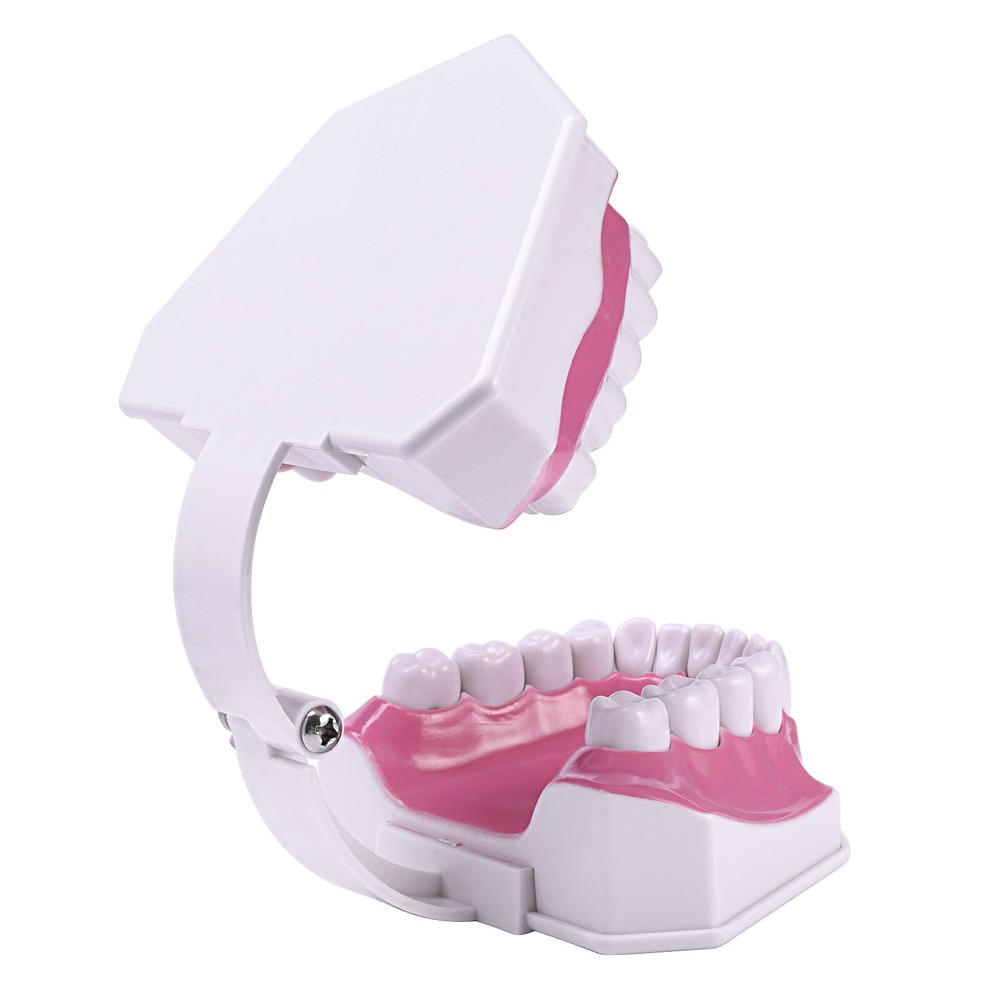 Dental Typodont Demonstration Model Removable 28 Teeth 2 Time Large Study Model