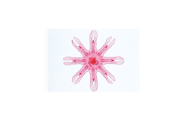 ABGIL Porifera Slides.