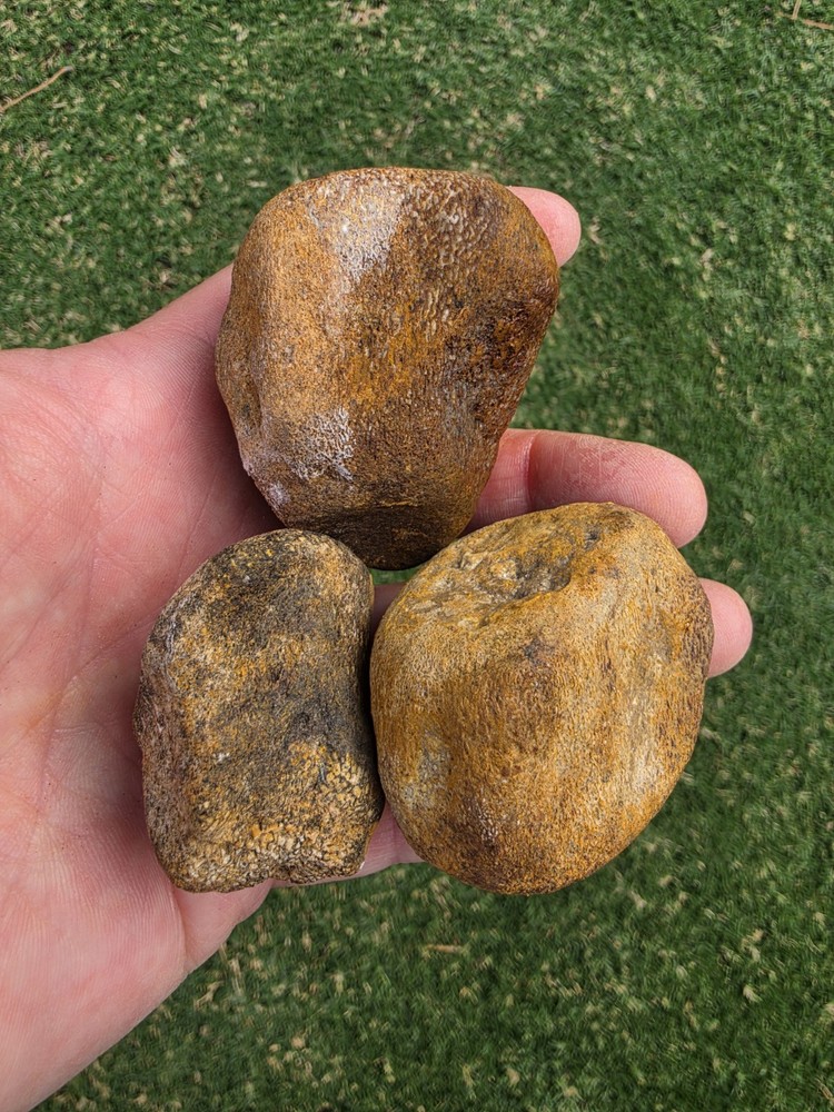 Partially Digested Mosasaur Vertebrae TX Fossil Mosasaurus