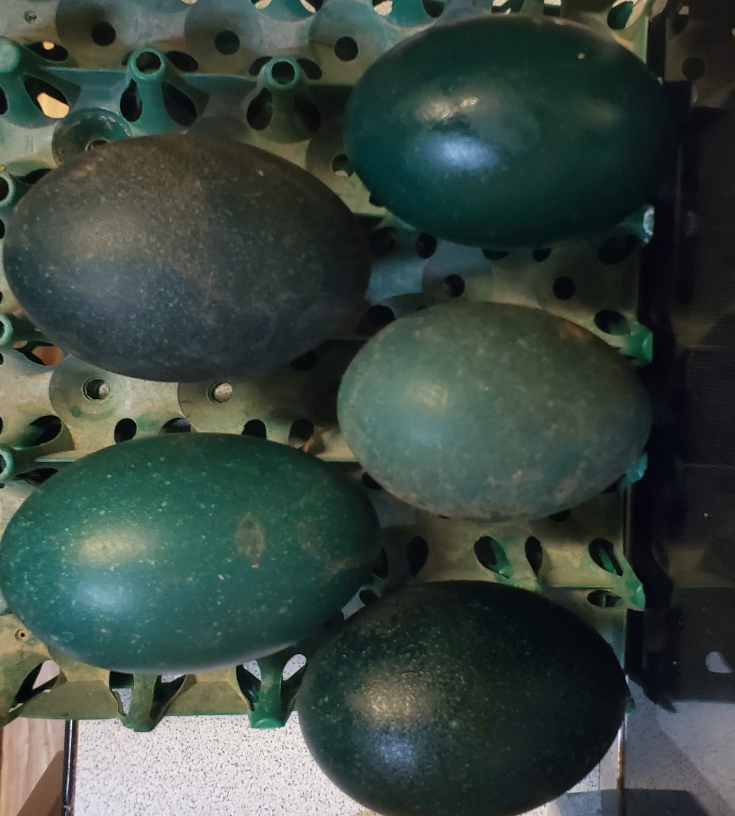 1 EMU Hatching Eggs - Blonde/White/Normal Breeding MOB!