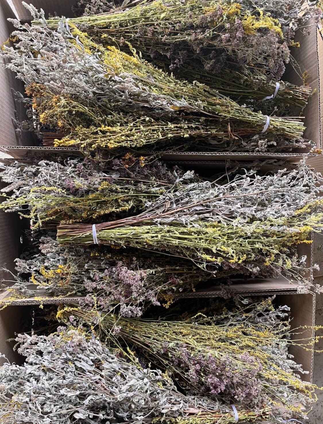 24 OAK whisks sauna banya venik brooms NEW SEASON 2025 FREE SHIPING