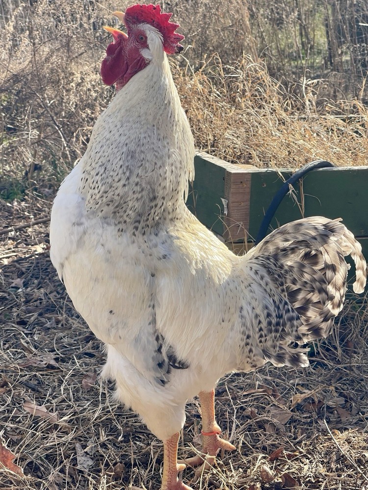 Delaware Chicken Hatching Eggs NPIP tested 12+ 2