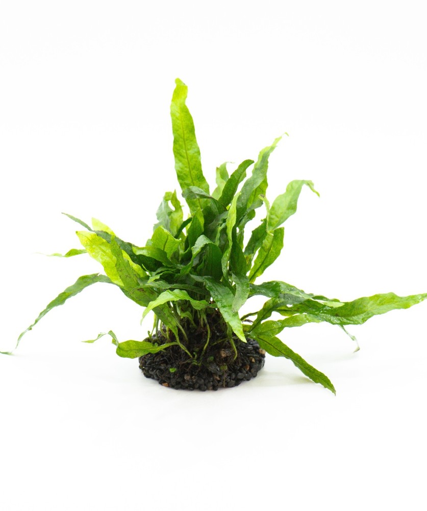 Java Fern 'Petite' (Microsorum Pteropus) on Nutripad - Live Aquatic Plant