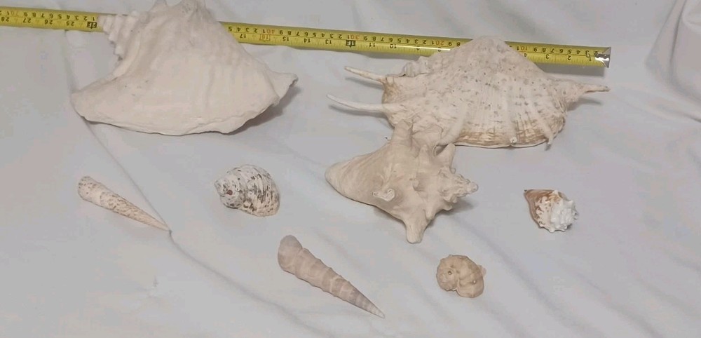Assorted Large Conch / Seashell Lot See Pics