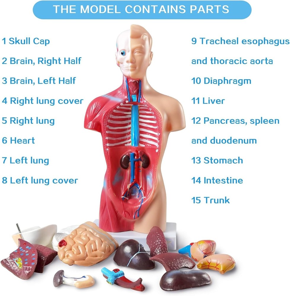 Interactive 10.5-Inch Human Anatomy Torso Model - Perfect for Learning