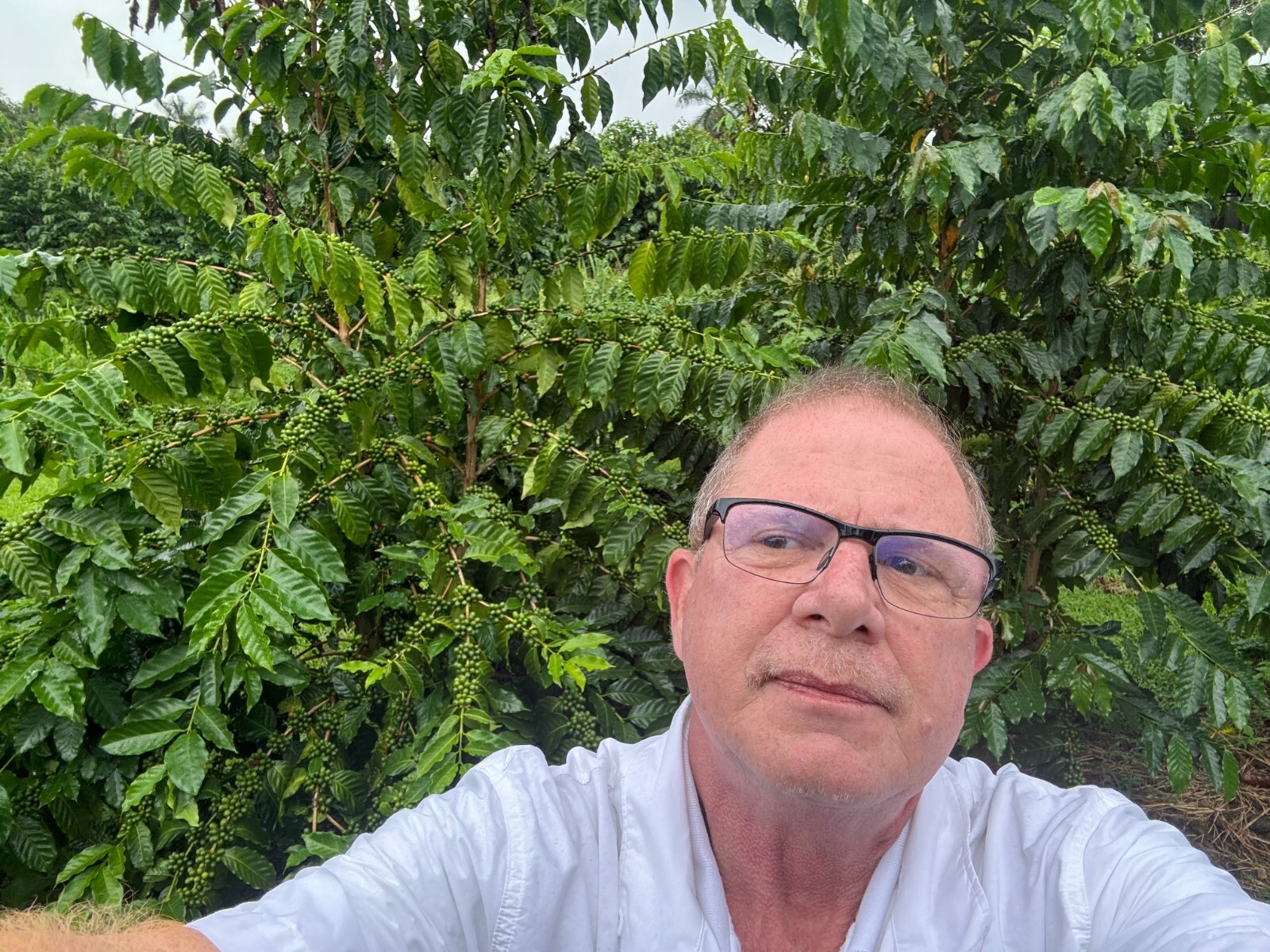 100% HAWAIIAN KONA PEABERRY COFFEE BEANS MEDIUM ROASTED 2 / 12LBS - 1 POUND BAGS