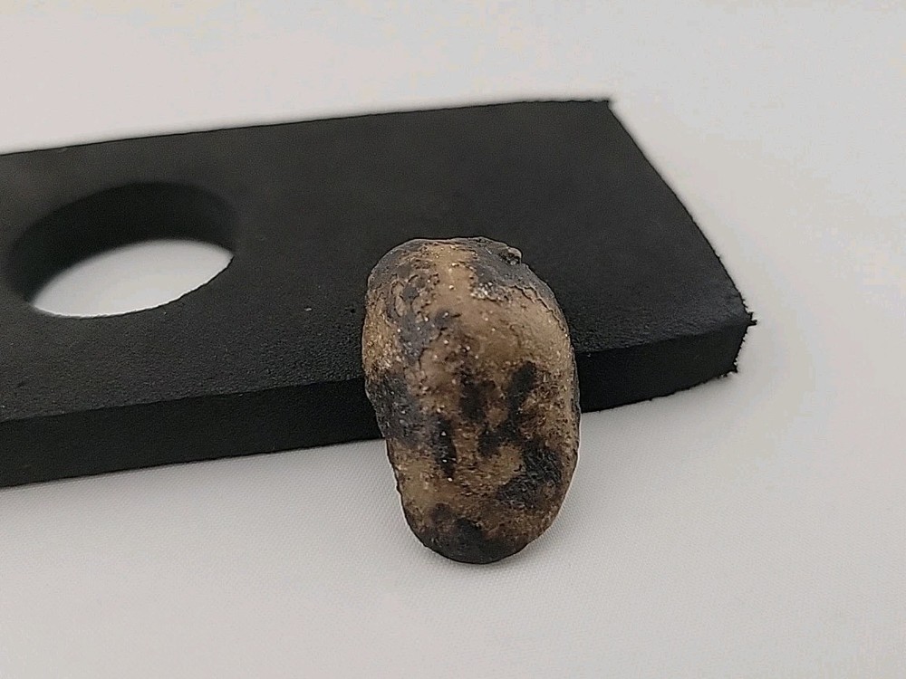 Fossil Dinosaur Tooth Unknown Species