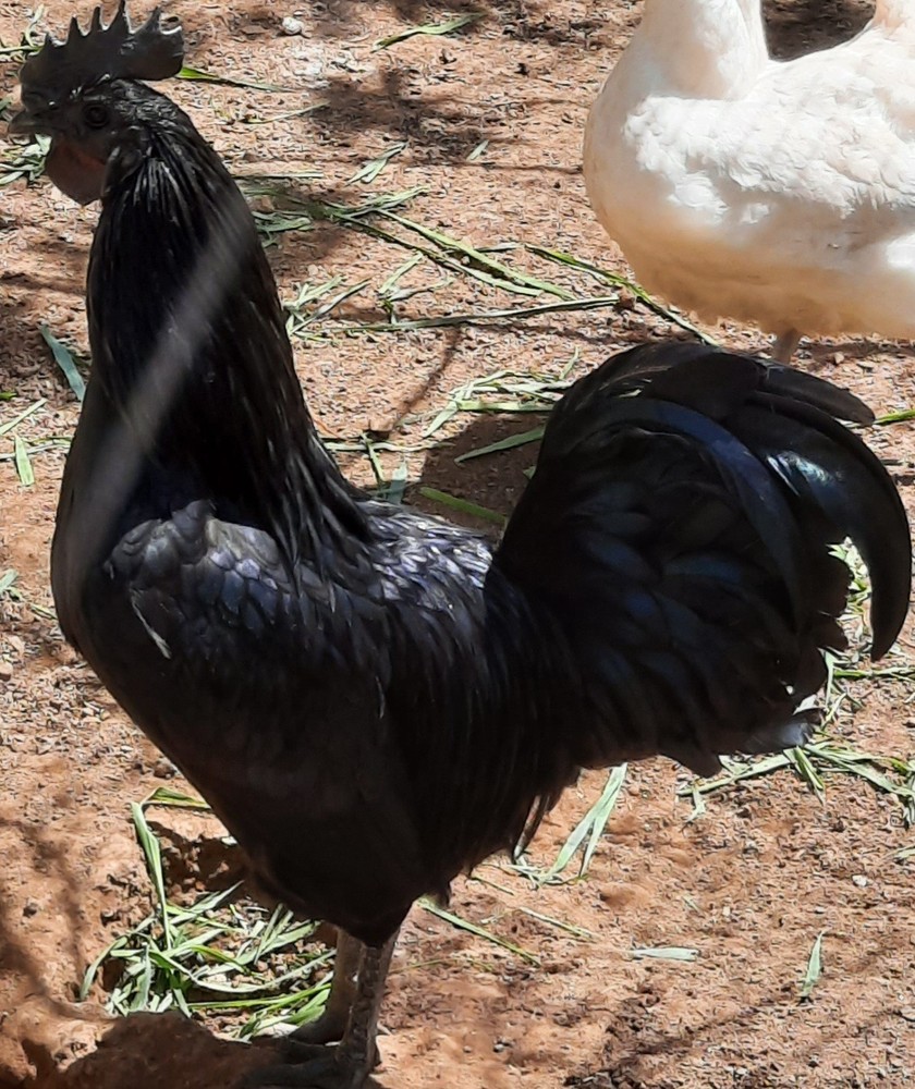 12++Ayam Cermani Hatching Eggs, Beautiful Solid Black Chickens!! FREE Shipping!!