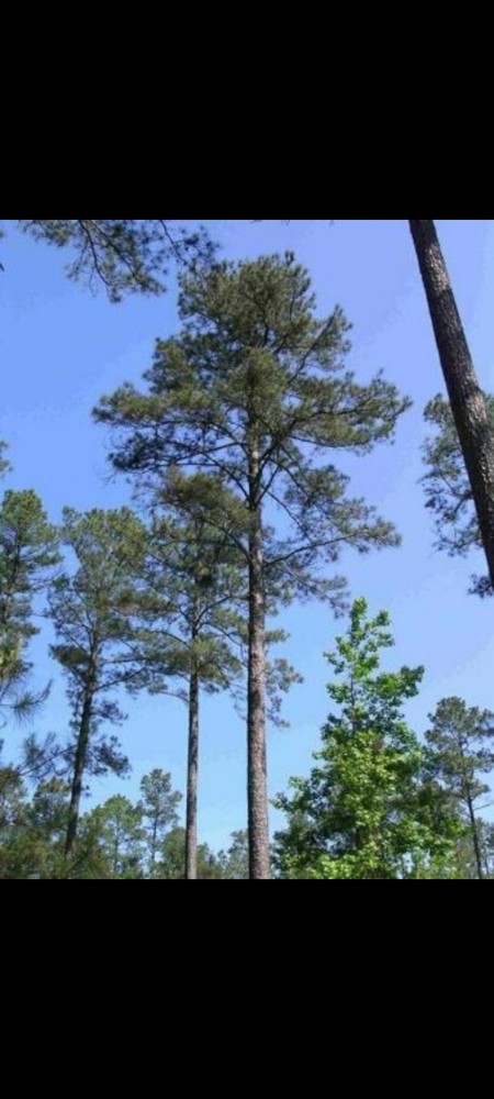 50 Containerized Longleaf Pine Seedlings (NOT BARE ROOT)