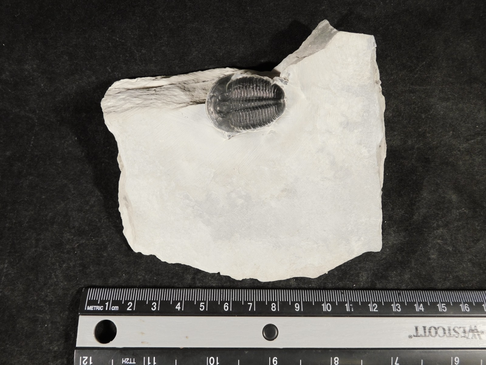 LARGER! NICE and 100% Natural TRILOBITE Fossil From Cambrian Utah 371gr *D