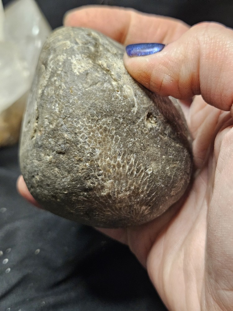 Fossilized Shell Concretion Specimen (14.8oz)