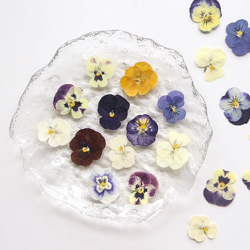 16PCS real Pressed dried Pansies/Violas flowers Collection FSS508