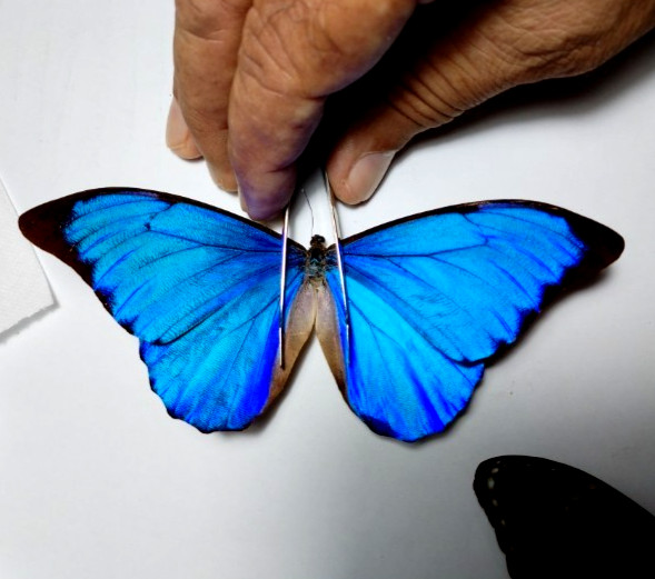 morpho anaxibia male, hard to get,,,