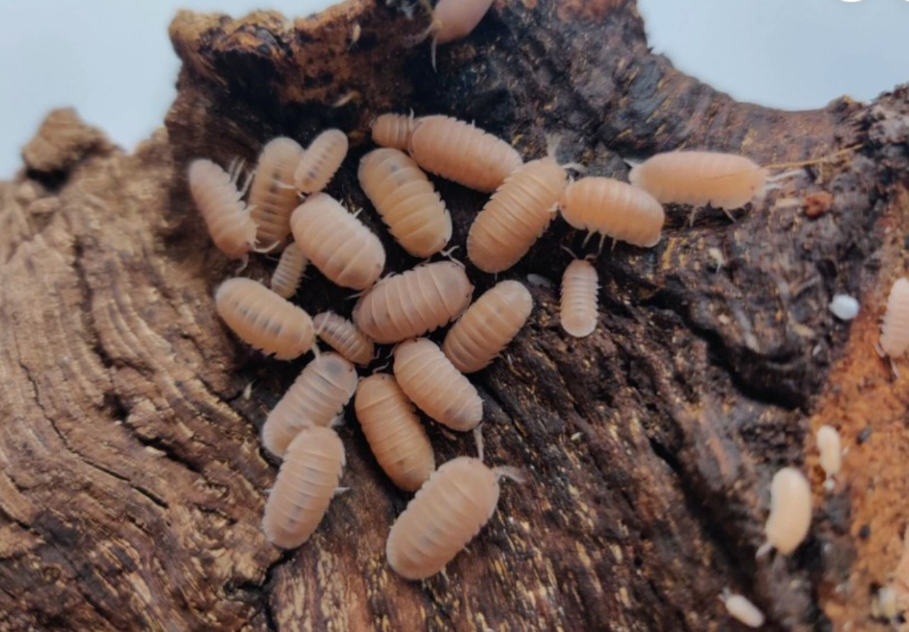 Papaya Isopods (Cubaris Murina) 10+2 **Juveniles**