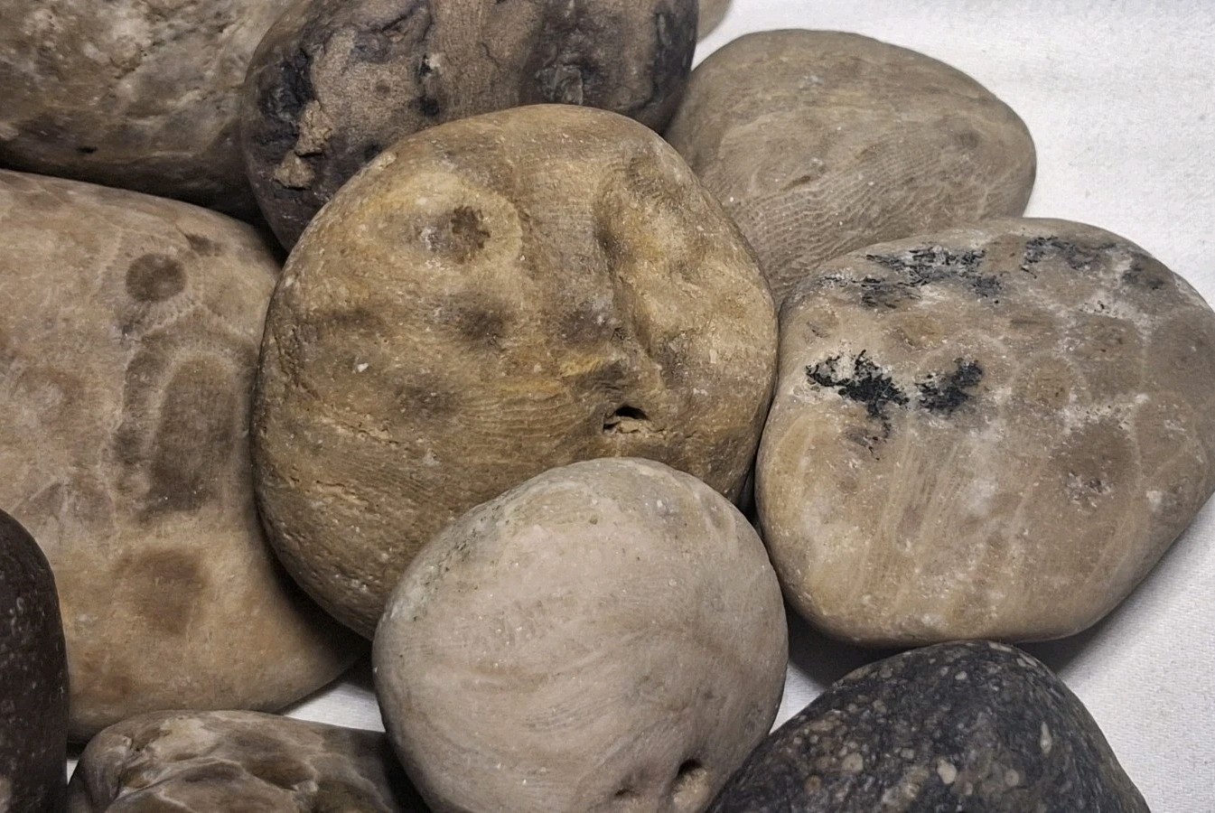 Michigan Petoskey Stone Lot 2 Pound Unpolished Natural Great Lakes Fossil Coral