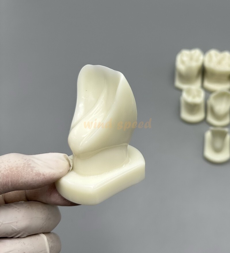 Dental Teeth Form Models OrthodonticTypodont Model For Lab Teaching Tooth Study