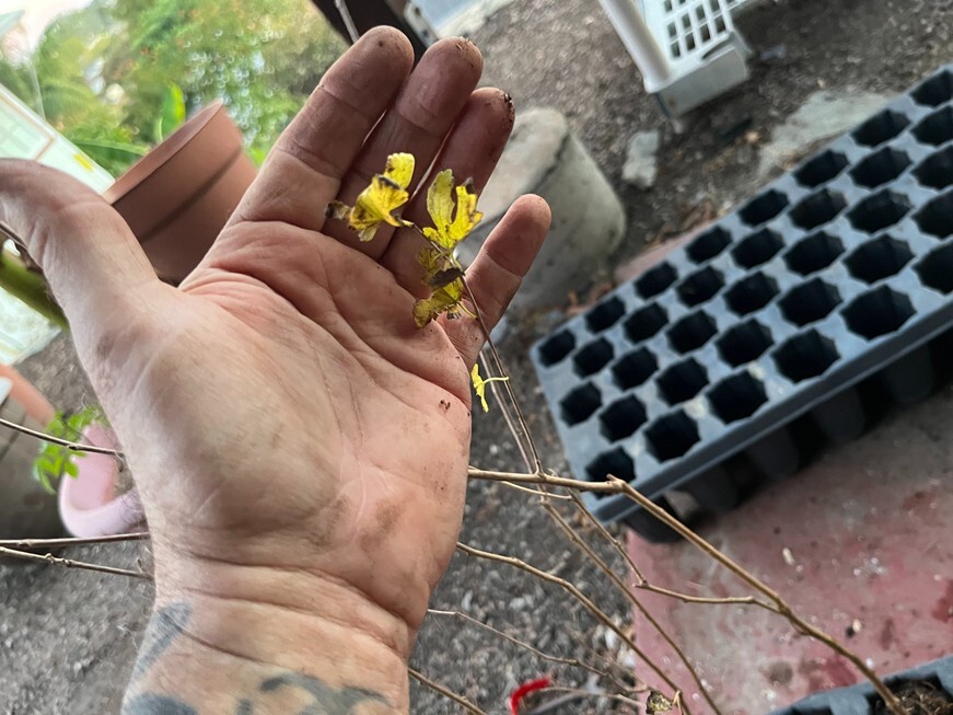 Pakistan Long Mulberry Tree - Live Plant – Morus Macroura