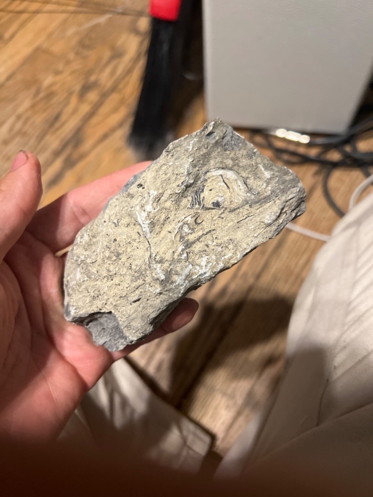 fossils other