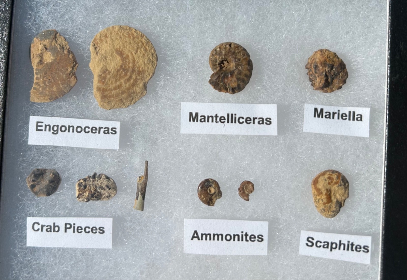 Pawpaw Formation Fossils Collection Starfish Ammonites Crabs Scaphites etc