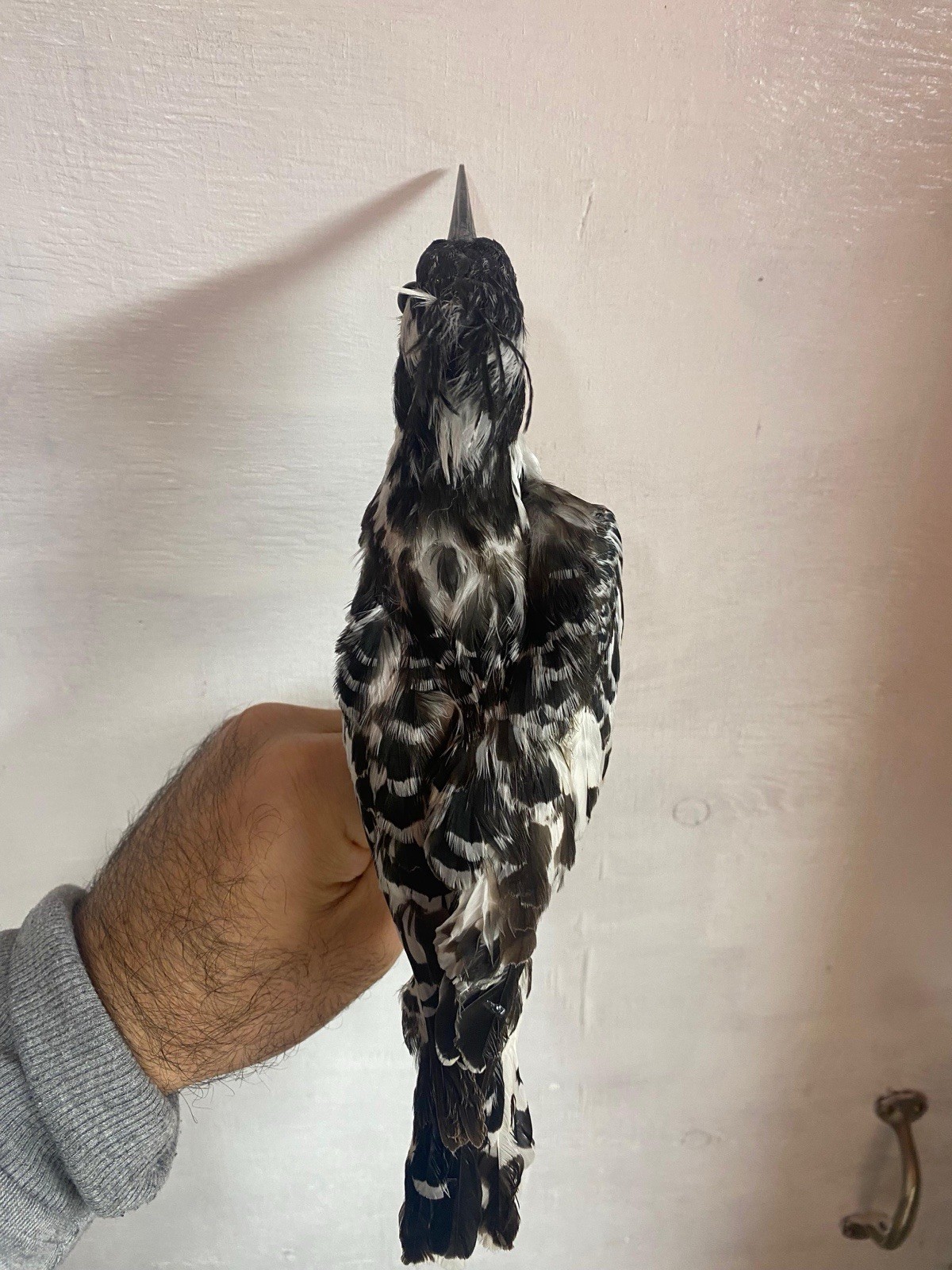 taxidermy bird for sale Halcyon Smyrnensis