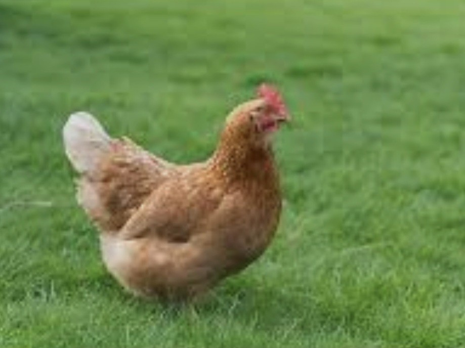 12 ISA Brown Chicken Hatching Eggs.NPIP/AI certified