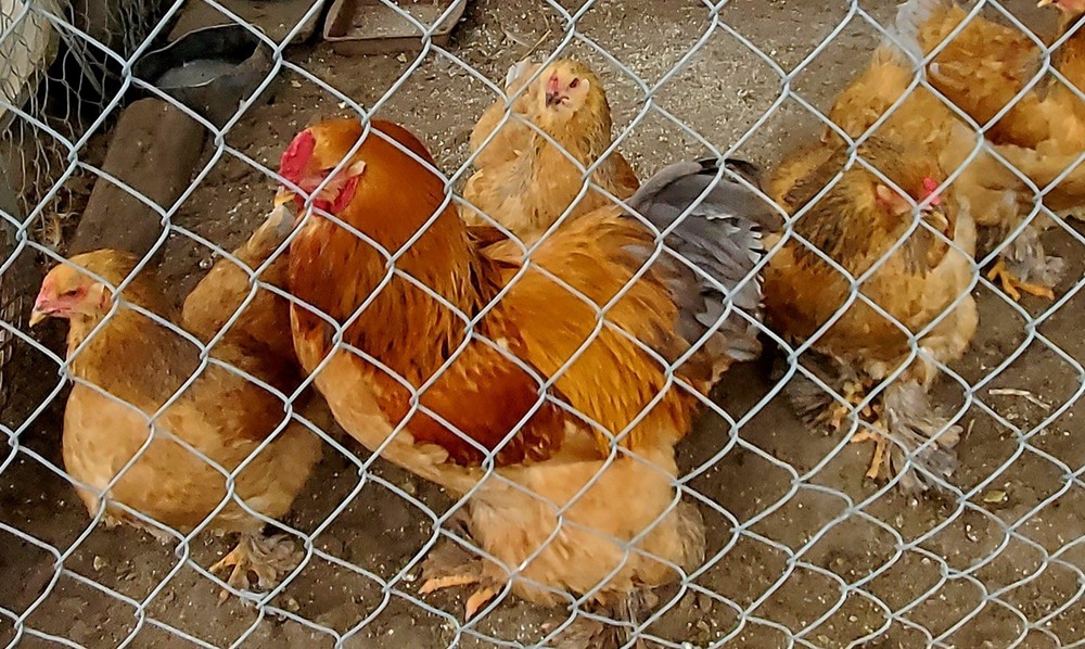 Blue Buff Columbia Brahma Hatching Eggs 8+