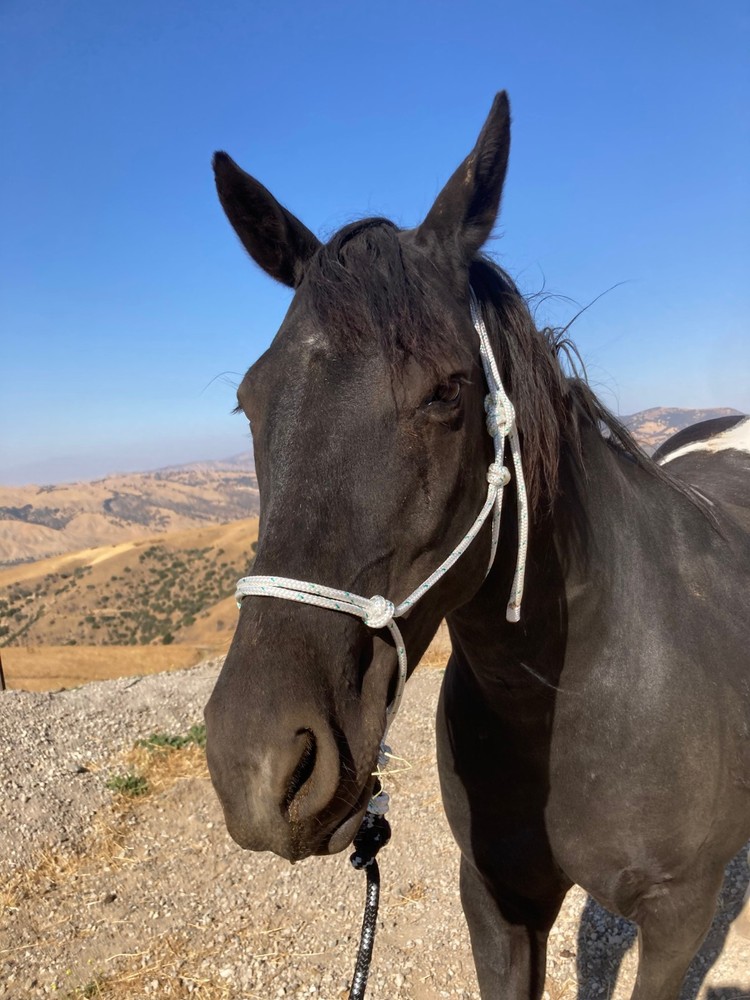 Rope Halter & 8ft Lead, Average Horse