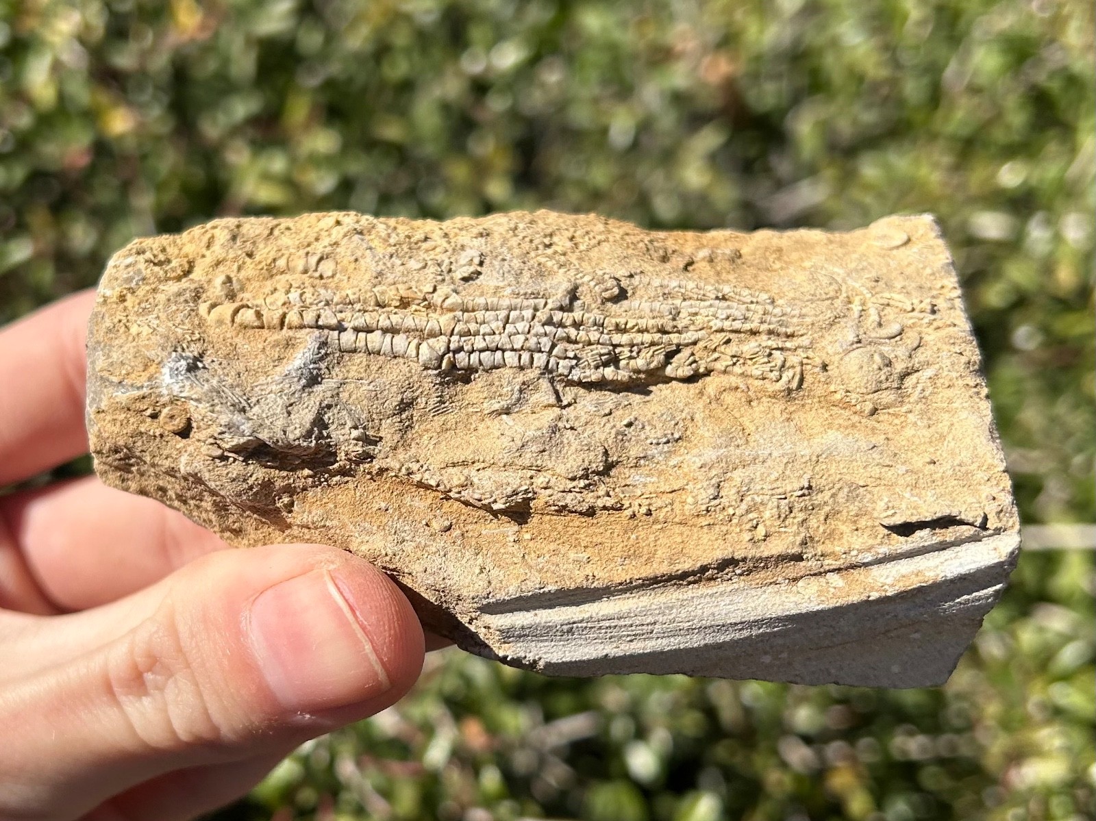 Alabama Fossil Crinoid in Matrix Aphelecrinus bayensis Bangor Limestone Fm