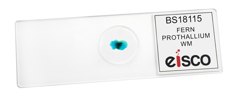Fern Prothallium - Prepared Microscope Slide - 75x25mm - Eisco Labs