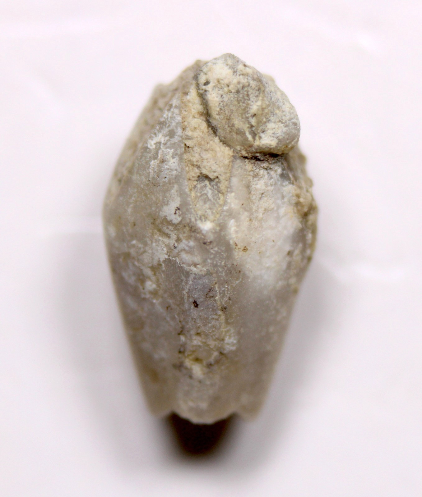 Troosticrinus reinwardti Blastoid Fossil Silurian Tennessee Brownsport Formation